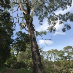 Unidentified Gum Tree at Burradoo, NSW - 2 Apr 2020 by JESH