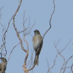 Caligavis chrysops (Yellow-faced Honeyeater) at Burradoo - 2 Apr 2020 by Snowflake