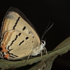 Jalmenus evagoras (Imperial Hairstreak) at Bruce Ridge to Gossan Hill - 9 Feb 2019 by Bron