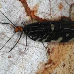 Porismus strigatus at Majura, ACT - 2 Apr 2020