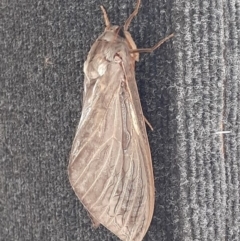 Abantiades atripalpis (Bardee grub/moth, Rain Moth) at Mitchell, ACT - 3 Apr 2020 by HarveyPerkins