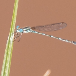 Austrolestes leda at Symonston, ACT - 31 Mar 2020