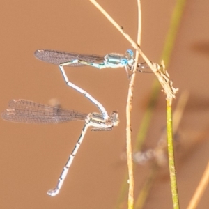 Austrolestes leda at Symonston, ACT - 31 Mar 2020