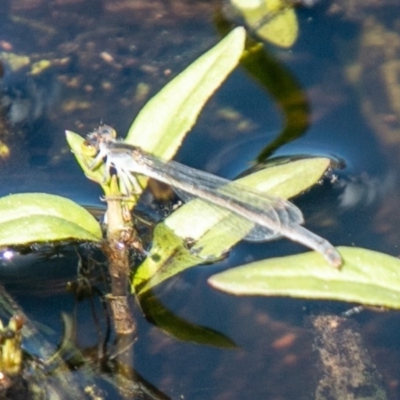 Ischnura heterosticta (Common Bluetail Damselfly) at Symonston, ACT - 31 Mar 2020 by SWishart