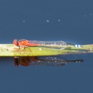 Xanthagrion erythroneurum at Symonston, ACT - 31 Mar 2020 03:15 PM