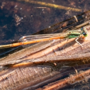 Ischnura aurora at Symonston, ACT - 31 Mar 2020