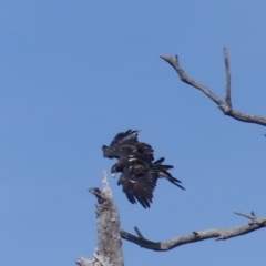 Aquila audax (Wedge-tailed Eagle) at Black Range, NSW - 3 Apr 2020 by MatthewHiggins