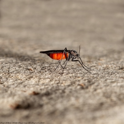 Sciaridae sp. (family) (Black fungus gnat) at Umbagong District Park - 3 Apr 2020 by Roger