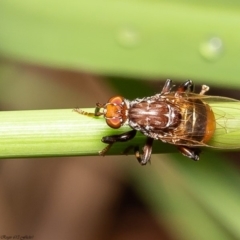 Tapeigaster sp. (genus) at Latham, ACT - 3 Apr 2020