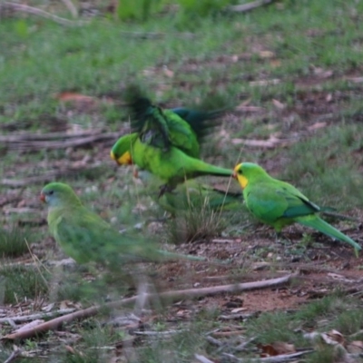 Polytelis swainsonii (Superb Parrot) at Hughes, ACT - 3 Apr 2020 by LisaH