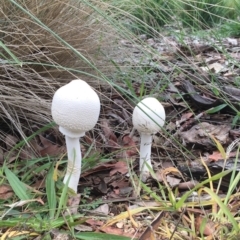 Macrolepiota dolichaula (Macrolepiota dolichaula) at Molonglo Valley, ACT - 3 Apr 2020 by vasey46