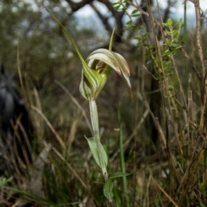 Diplodium ampliatum at Conder, ACT - suppressed