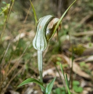 Diplodium ampliatum at Conder, ACT - suppressed