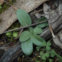 Diplodium ampliatum at Conder, ACT - suppressed