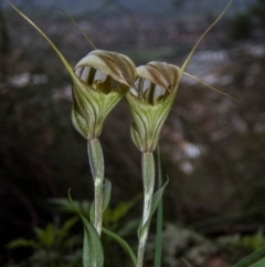 Diplodium ampliatum at Conder, ACT - suppressed