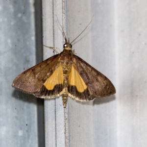 Uresiphita ornithopteralis at Higgins, ACT - 31 Mar 2020 08:02 PM