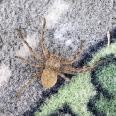 Neosparassus calligaster (Beautiful Badge Huntsman) at Higgins, ACT - 27 Mar 2020 by AlisonMilton