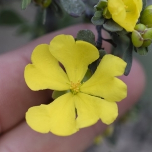 Hibbertia obtusifolia at Illilanga & Baroona - 29 Mar 2020 05:09 PM