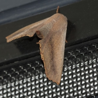 Monoctenia smerintharia (Dark Leaf Moth) at Higgins, ACT - 1 Apr 2020 by AlisonMilton