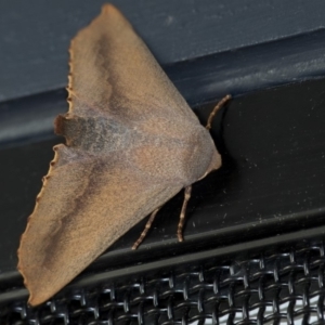 Monoctenia smerintharia at Higgins, ACT - 1 Apr 2020