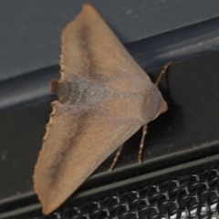 Monoctenia smerintharia at Higgins, ACT - 1 Apr 2020