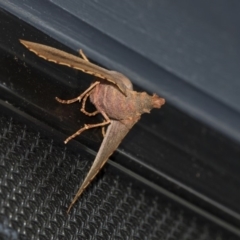 Monoctenia smerintharia at Higgins, ACT - 1 Apr 2020