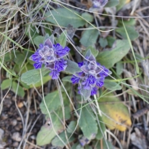 Ajuga australis at Michelago, NSW - 22 Oct 2014