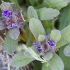 Ajuga australis at Michelago, NSW - 22 Oct 2014