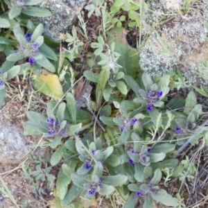 Ajuga australis at Michelago, NSW - 22 Oct 2014