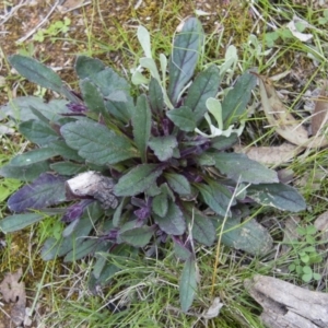 Ajuga australis at Michelago, NSW - 9 Oct 2016 03:50 PM