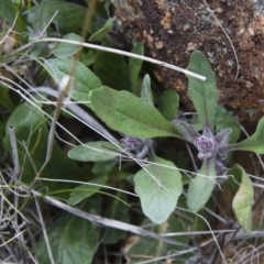 Ajuga australis at Michelago, NSW - 9 Oct 2016