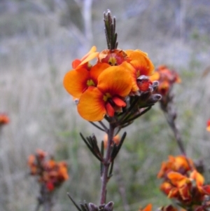 Dillwynia sericea at Michelago, NSW - 24 Oct 2008