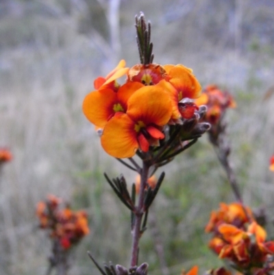 Dillwynia sericea (Egg And Bacon Peas) at Michelago, NSW - 24 Oct 2008 by Illilanga