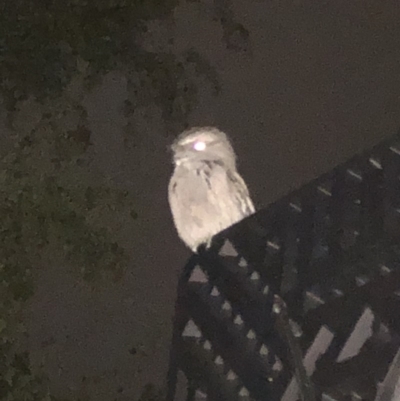 Podargus strigoides (Tawny Frogmouth) at Mawson, ACT - 3 Mar 2020 by Victor.Brikcius