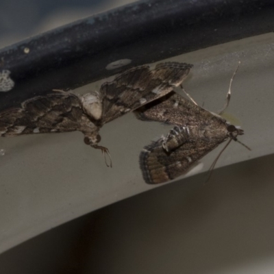 Nacoleia rhoeoalis (Spilomelinae) at Higgins, ACT - 22 Mar 2020 by AlisonMilton