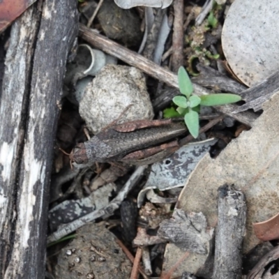 Pycnostictus sp. (genus) (A bandwing grasshopper) at Hughes, ACT - 3 Apr 2020 by JackyF