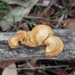 Unidentified Shelf-like to hoof-like & usually on wood at Hughes Grassy Woodland - 3 Apr 2020 by JackyF