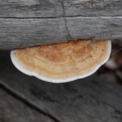 Unidentified Pored or somewhat maze-like on underside [bracket polypores] at Hughes, ACT - 3 Apr 2020 by JackyF