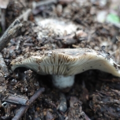 Unidentified Cap on a stem; gills below cap [mushrooms or mushroom-like] at Hughes Grassy Woodland - 3 Apr 2020 by JackyF