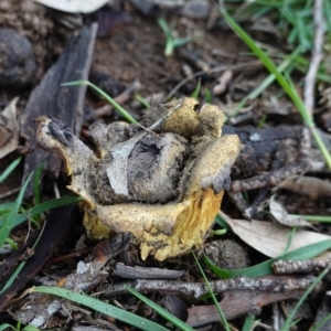 Scleroderma sp. at Deakin, ACT - 3 Apr 2020