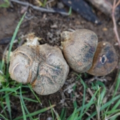 Scleroderma sp. at Deakin, ACT - 3 Apr 2020