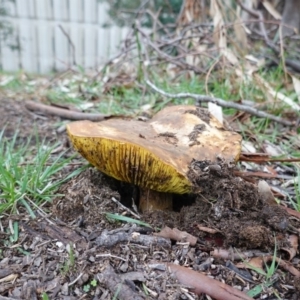 Phylloporus sp. at Deakin, ACT - 3 Apr 2020