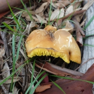 Phylloporus sp. at Deakin, ACT - 3 Apr 2020