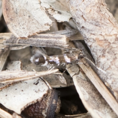 Stagmatophora argyrostrepta (A cosmet moth) at Michelago, NSW - 9 Nov 2019 by Illilanga