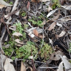 Heterodea sp. (A lichen) at Hughes, ACT - 2 Apr 2020 by JackyF