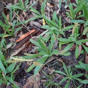 Plantago varia at Hughes, ACT - 2 Apr 2020 05:35 PM