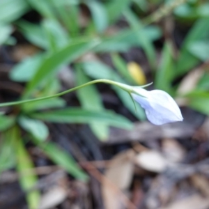 Wahlenbergia sp. at Hughes, ACT - 2 Apr 2020