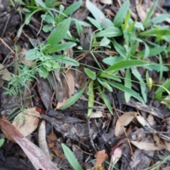 Wahlenbergia sp. at Hughes, ACT - 2 Apr 2020