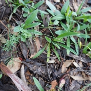 Wahlenbergia sp. at Hughes, ACT - 2 Apr 2020