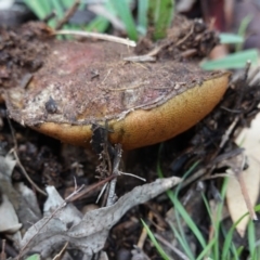 zz bolete at Hughes, ACT - 2 Apr 2020 by JackyF